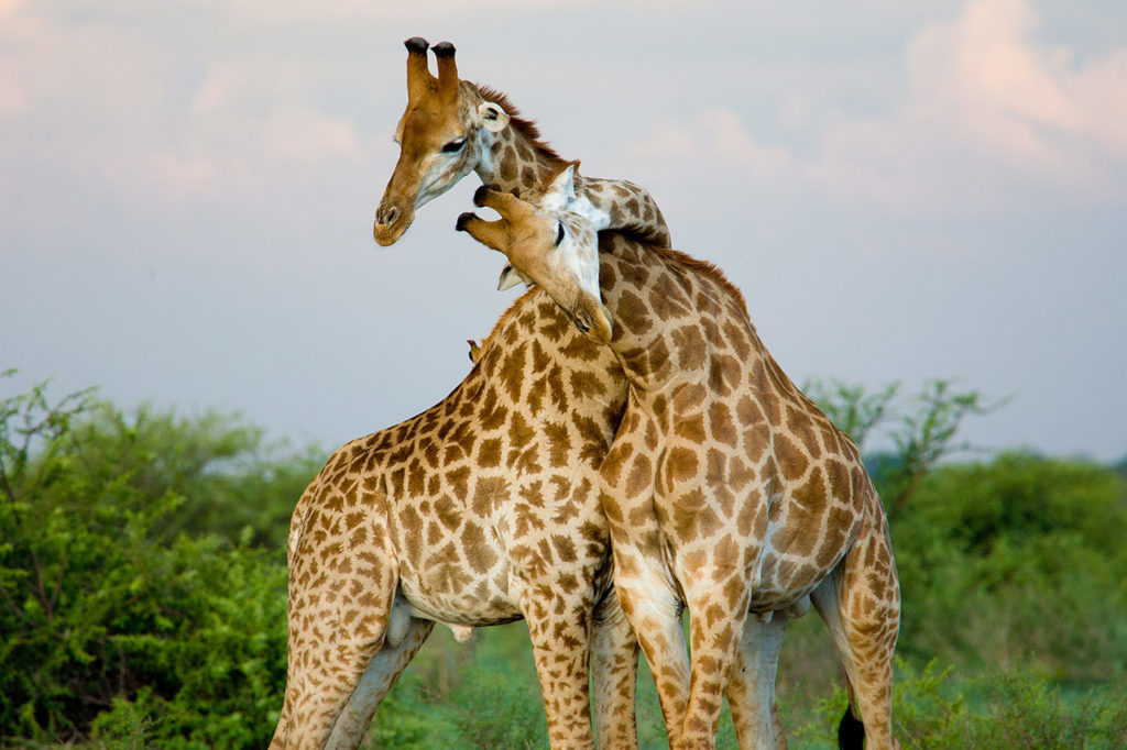 giraffes in the wild