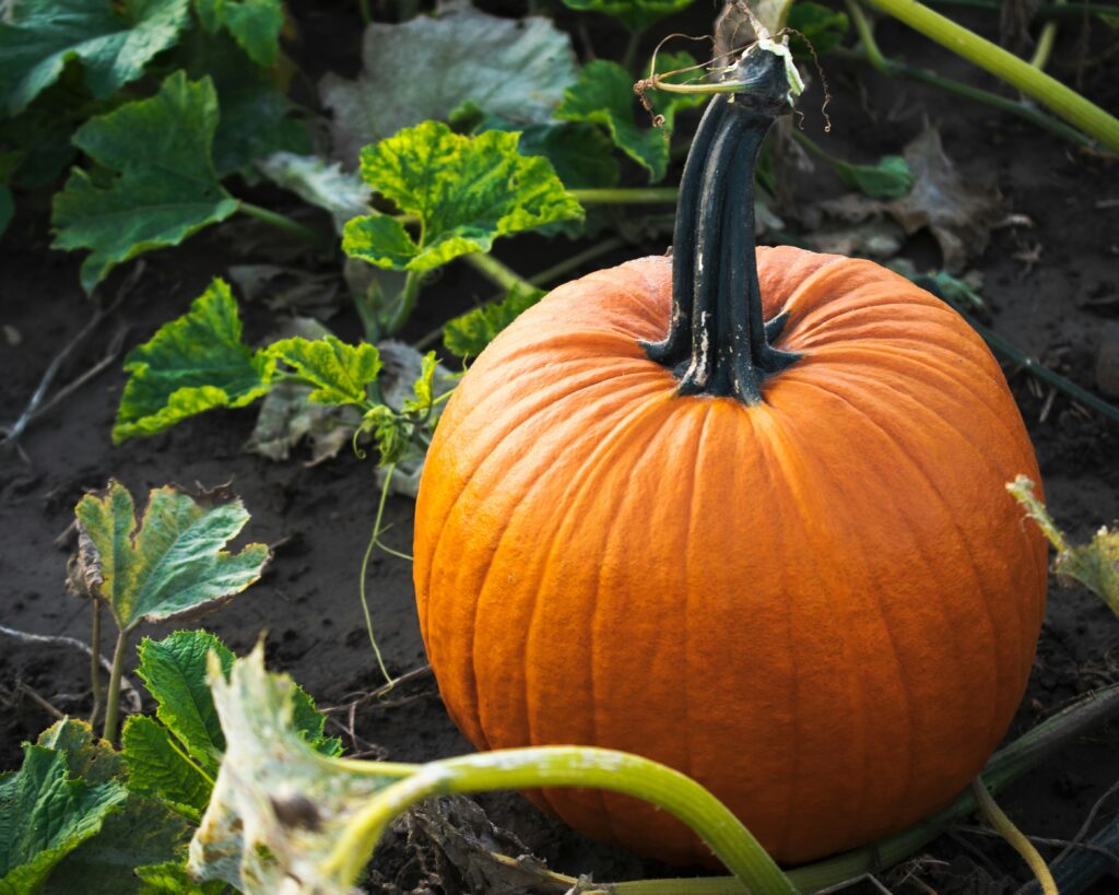 pumpkin-in-soil-with-greenery