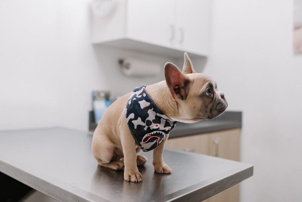 dog-on-table
