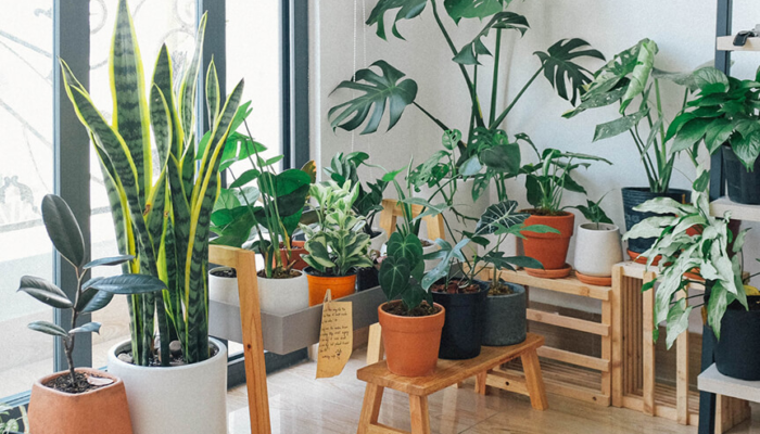 indoor-plants-in-house