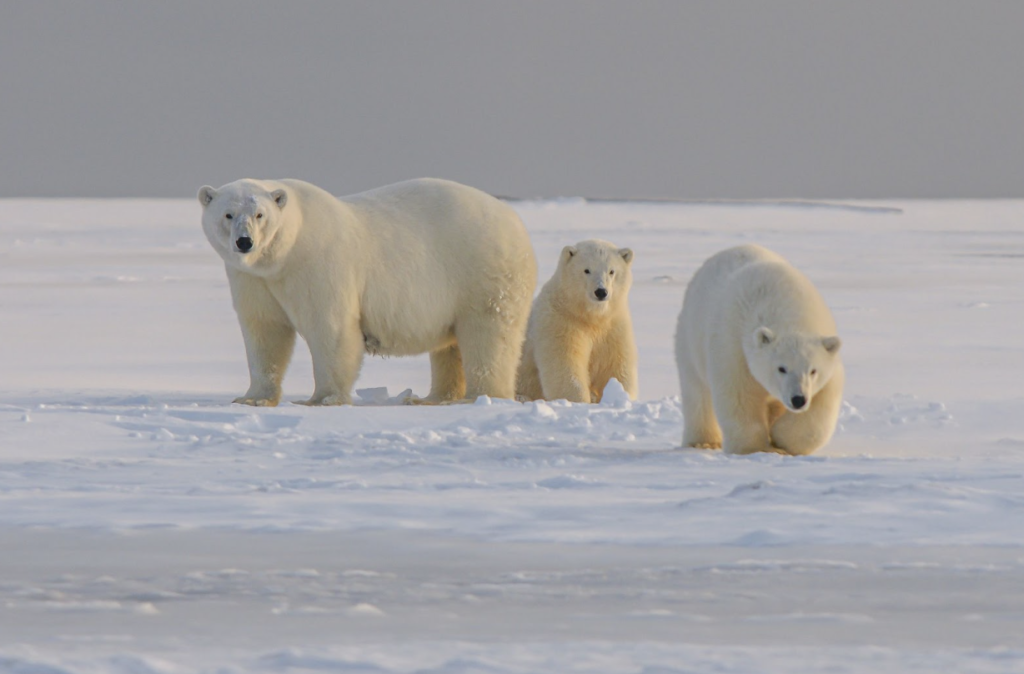 polar-bears-arctic