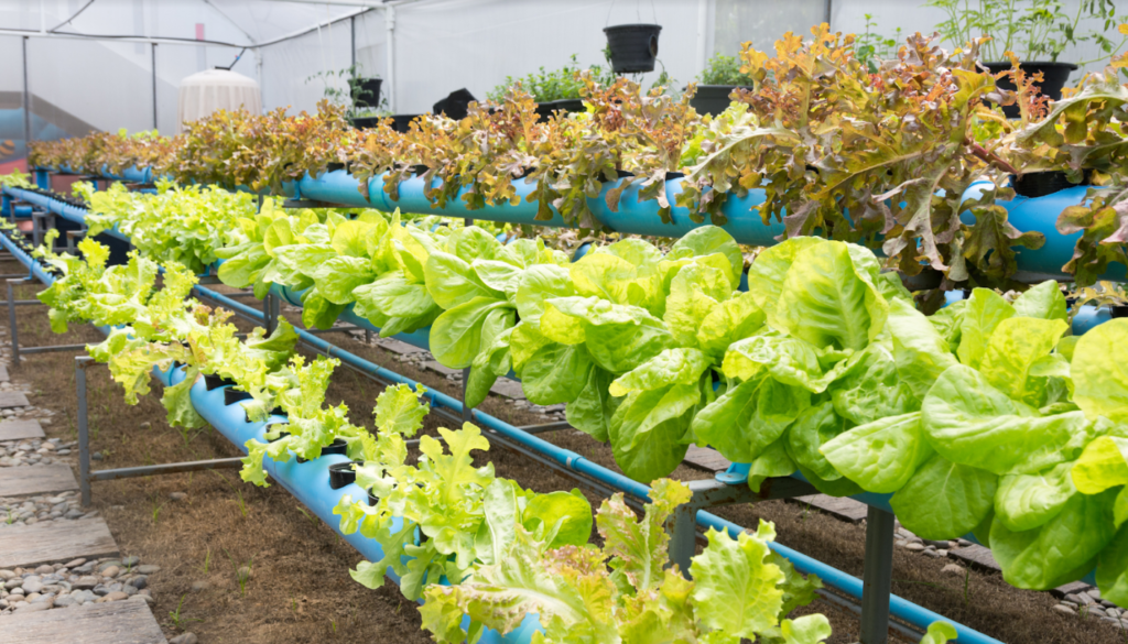 vegetable-farming-aquaponic-farming