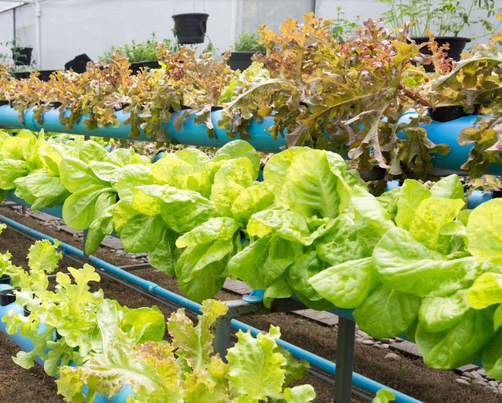 vegetable-farming-aquaponic-farming