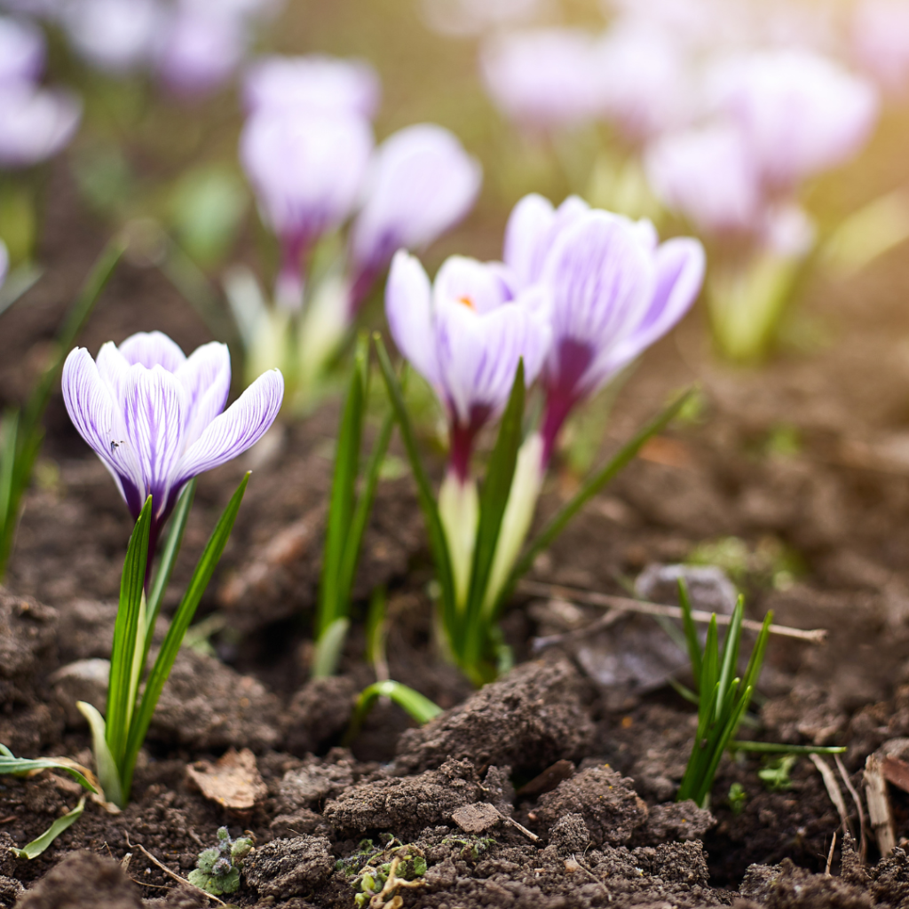 flowers-in-ground-first-day-of-spring