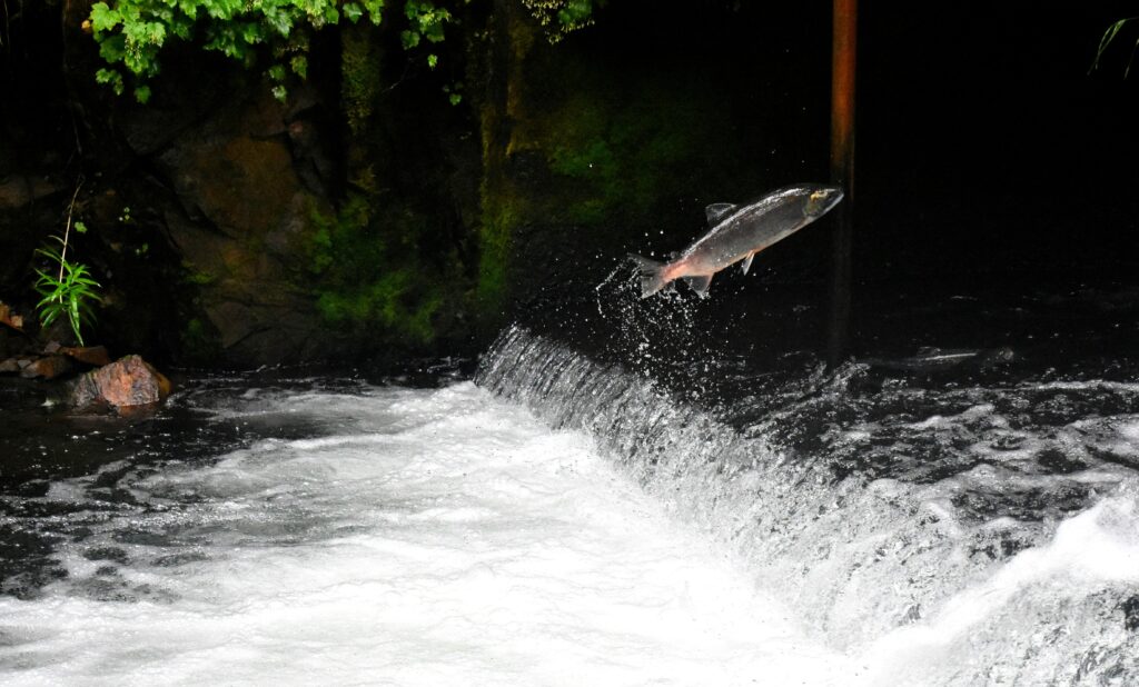 salmon-leaping-upstream