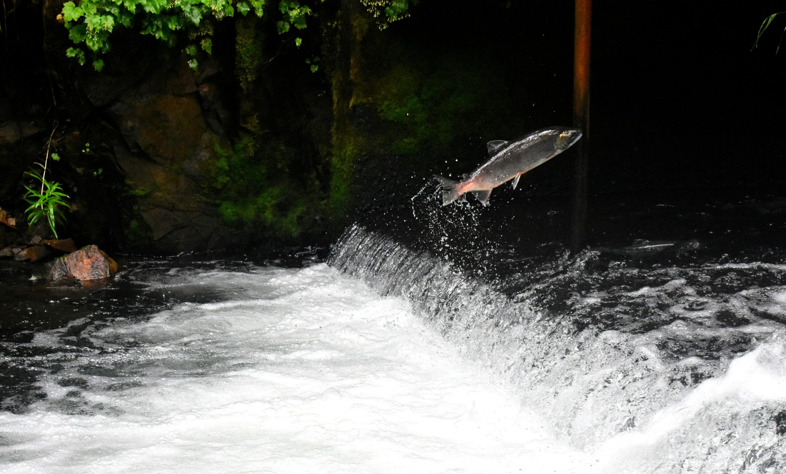 salmon-leaping-upstream