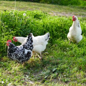 3-chickens-on-grass