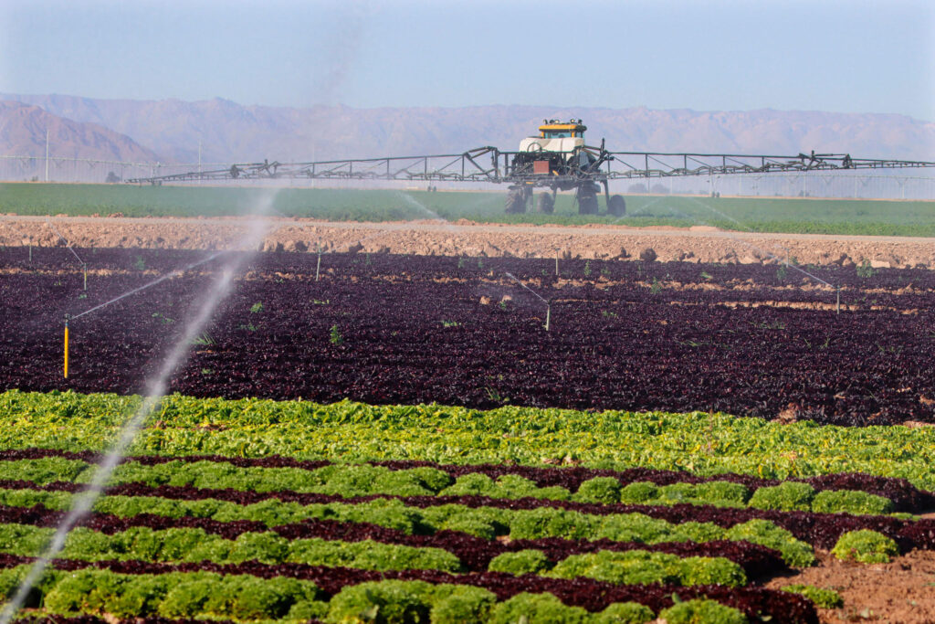 sprinklers-watering-lettuce-field