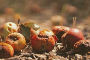 decomposing-apples-on-ground
