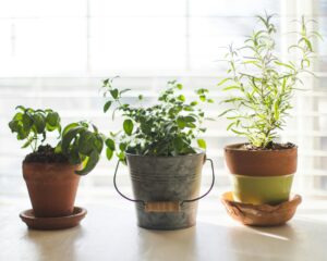 two-green-leafy-potted-plants-in-row-with-one-plant-in-metal-bucket-in-the-middle