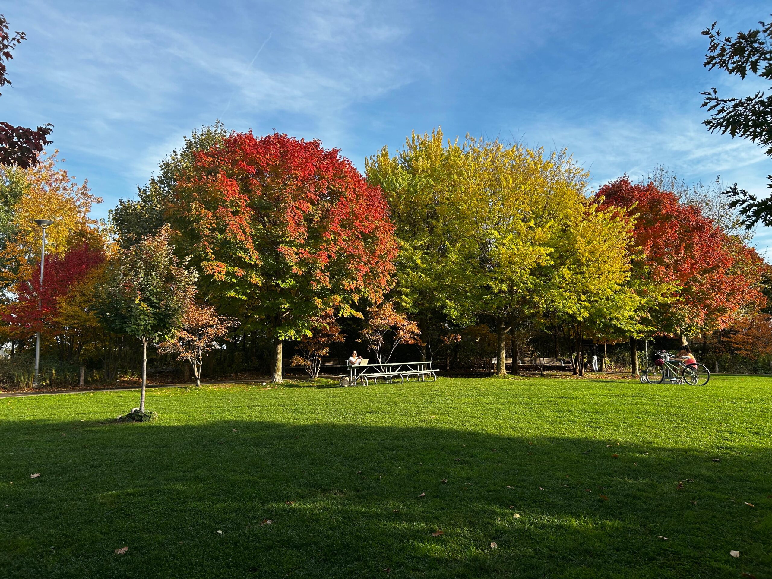 fall-trees-and-landscape