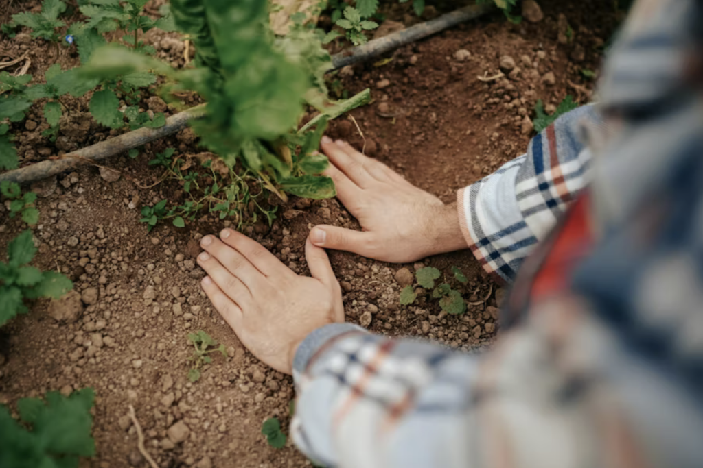 young person planting a seedling outdoors
