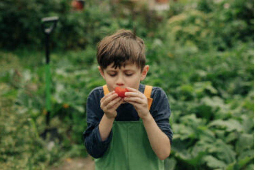 child eating tomato in fields