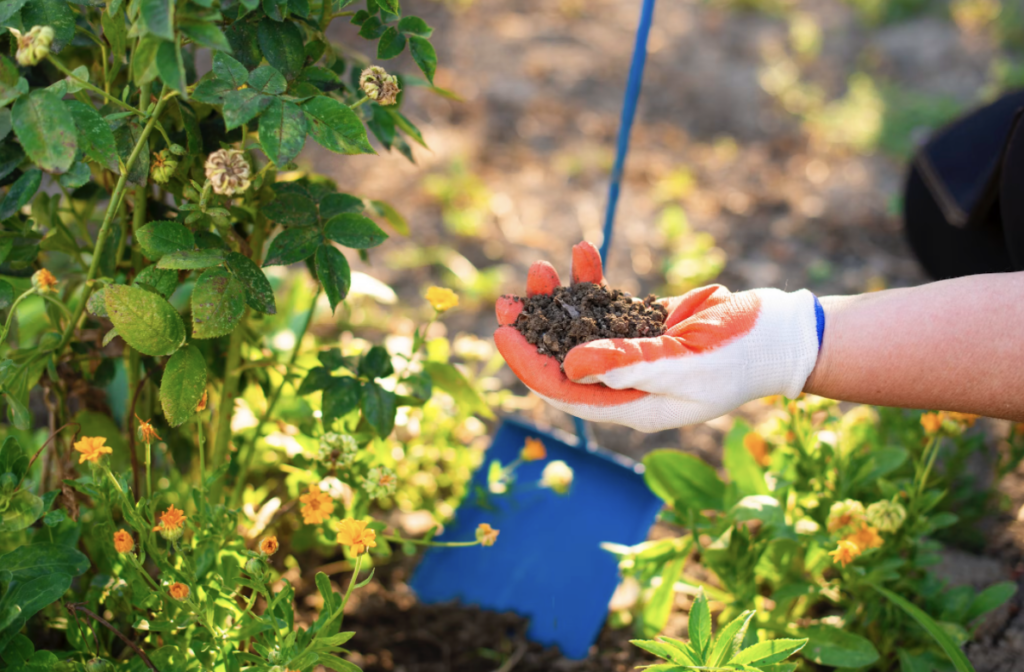 gloved hand holding soil in garden on sunny day