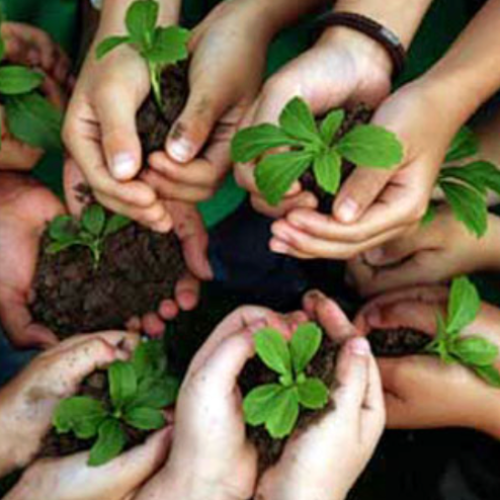 cupped-hands-with-seedlings-and-soil