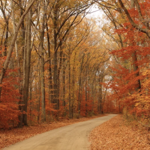path-in-woods-with-fall-trees-and-leaves-on-ground