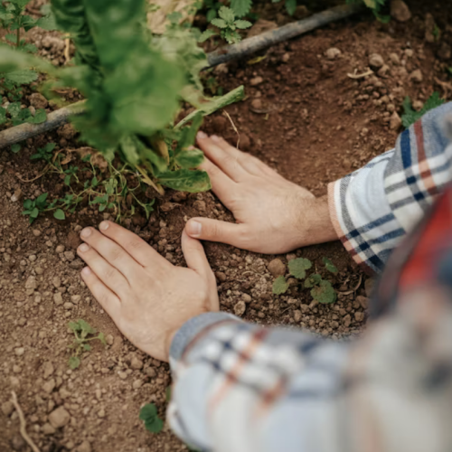 young person planting a seedling outdoors