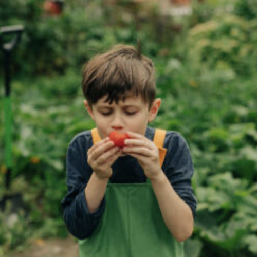 child eating tomato in fields