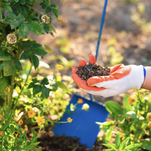 gloved hand holding soil in garden on sunny day