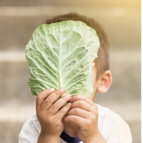 young boy holding cabbage in front of face
