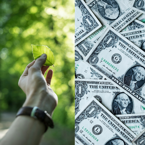 hand-holding-leaf-and-pile-of-cash