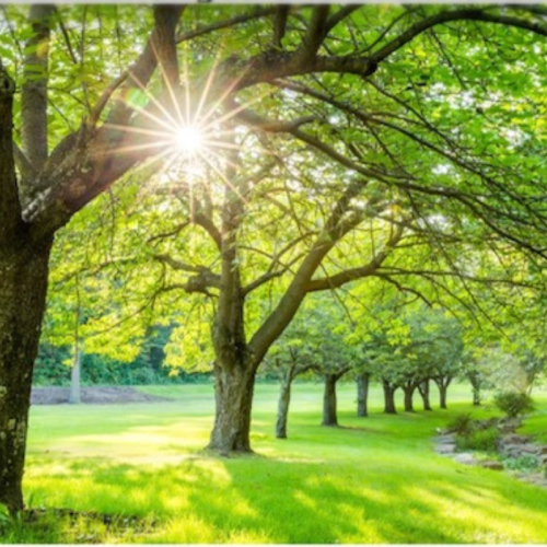sunlight shining through two large trees in park on a sunny day
