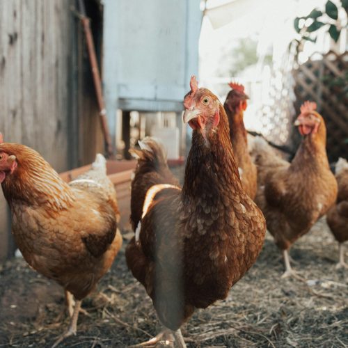 brown-chickens-in-coop