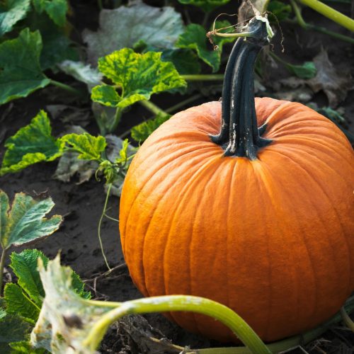 pumpkin-in-soil-with-greenery